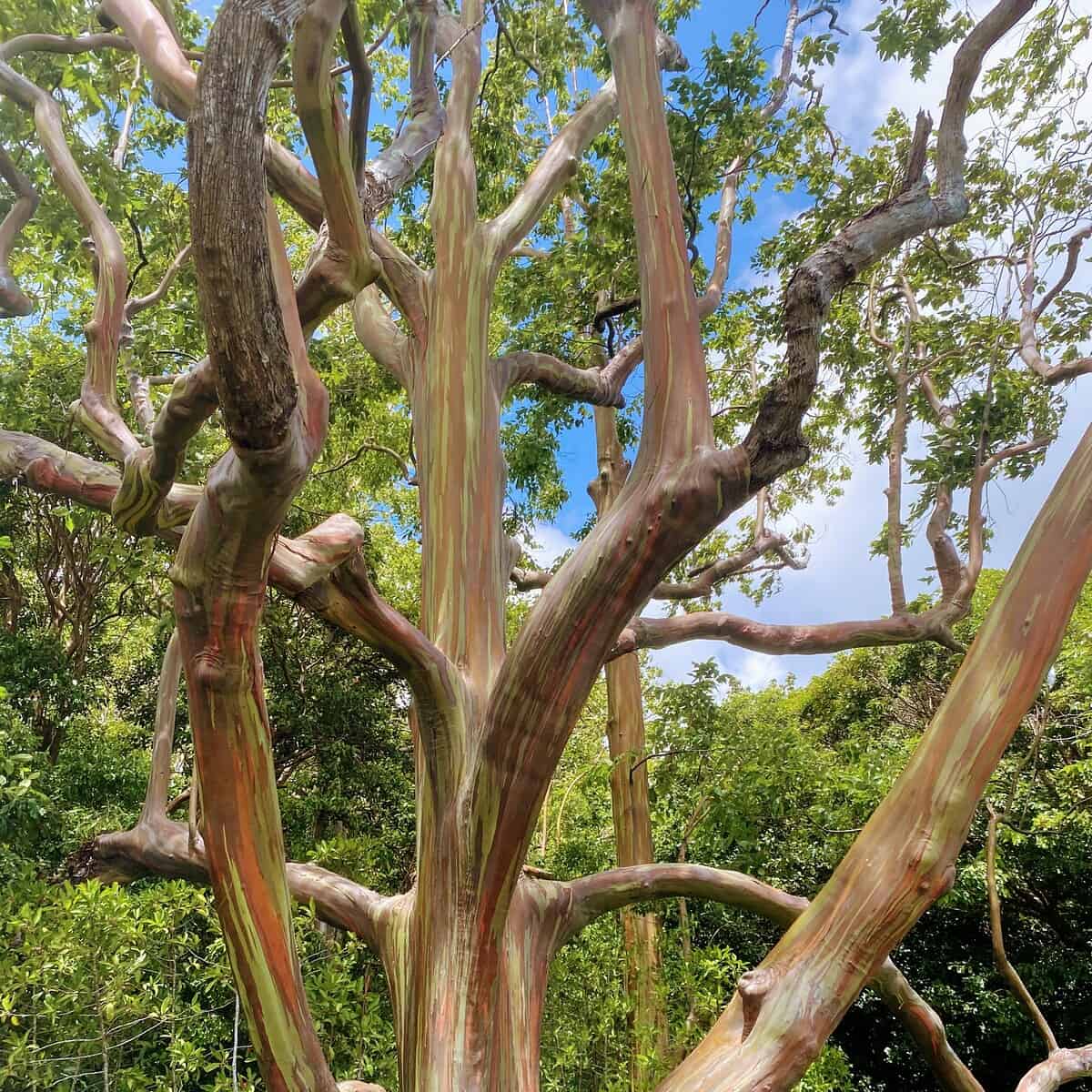 Eucalyptus Tree Maui Hawaii